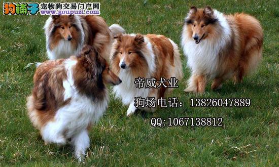 长毛牧羊犬最新价格与市场动态分析