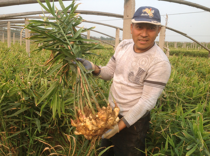 乳山大姜最新价格走势分析