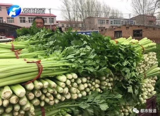 中牟芹菜价格实时更新动态