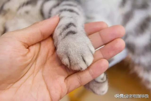 掌上猫咪最新版下载，全新养猫体验开启！