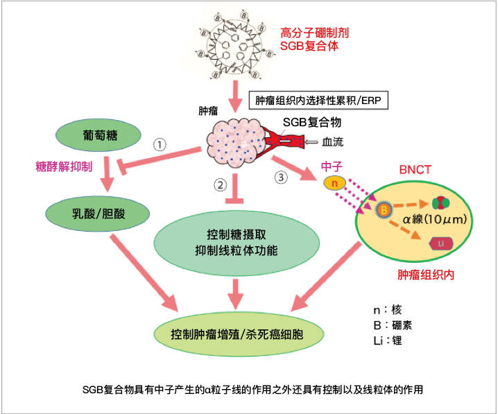 硼中子治疗最新进展引领癌症治疗新时代突破