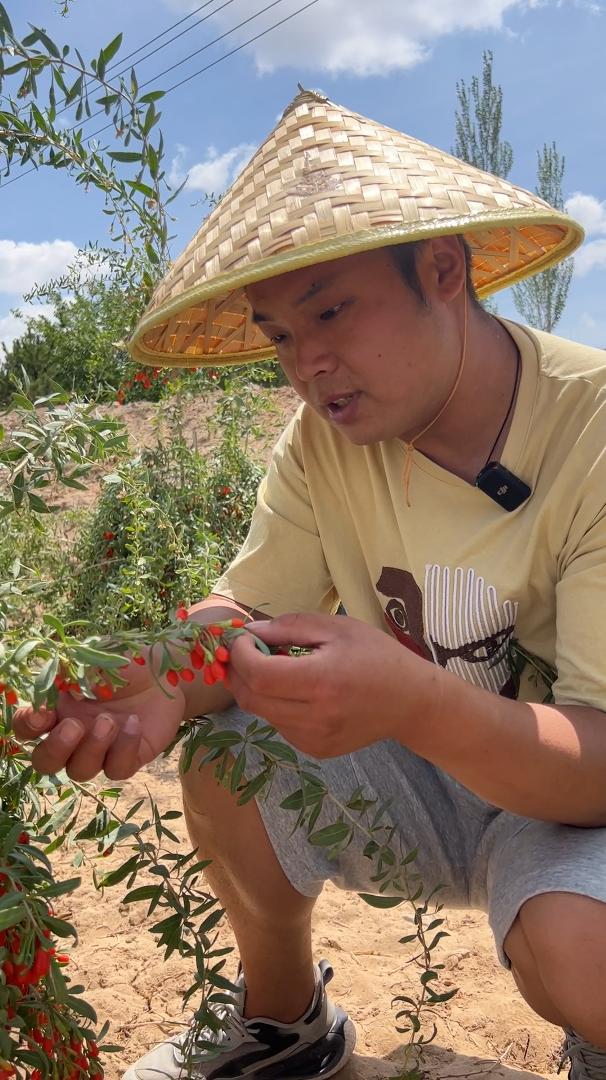 枸杞最新市场动态分析