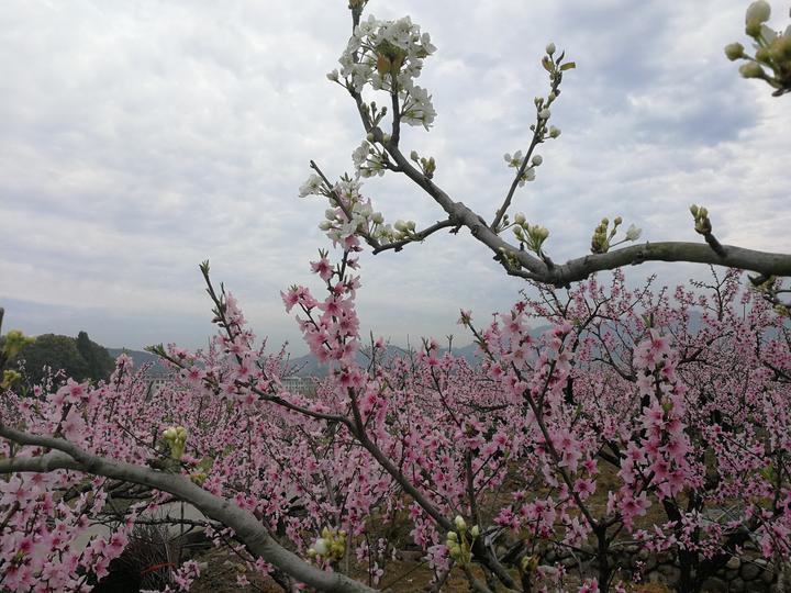 直播源App深度解析，引领直播时代的新体验之旅