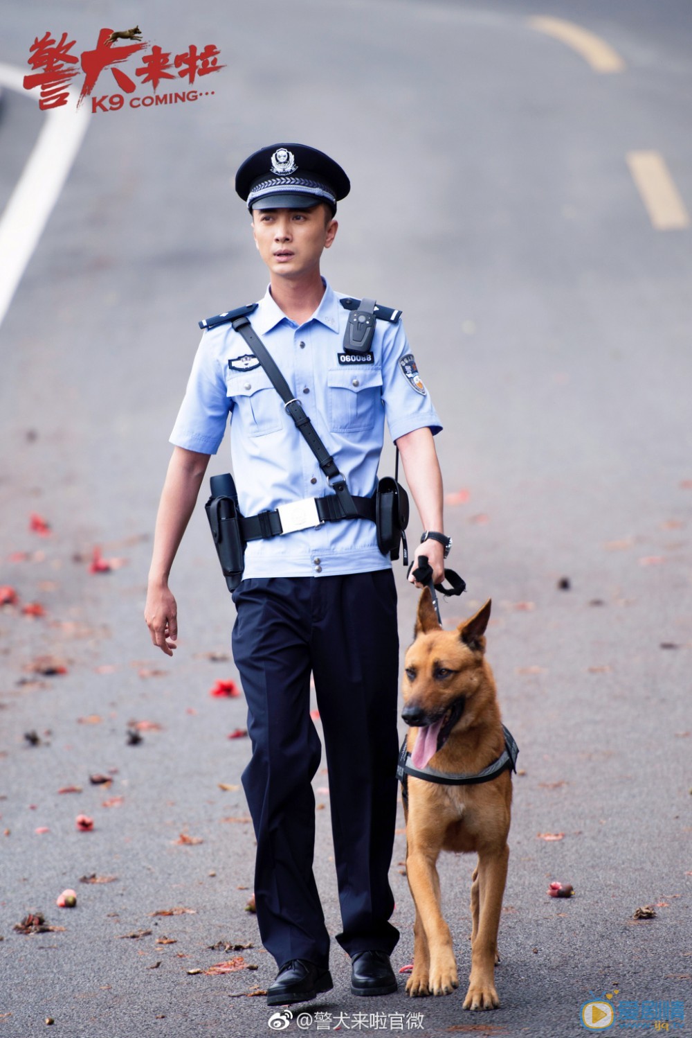 最新警犬电视剧大全，热血忠诚与守护的绝佳融合